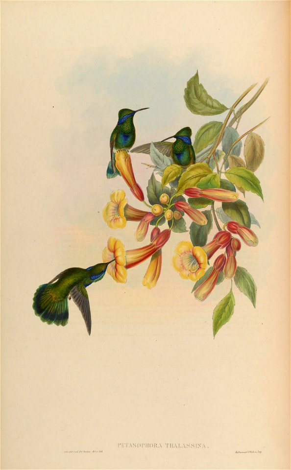 MonographTrochi4Goul 0106