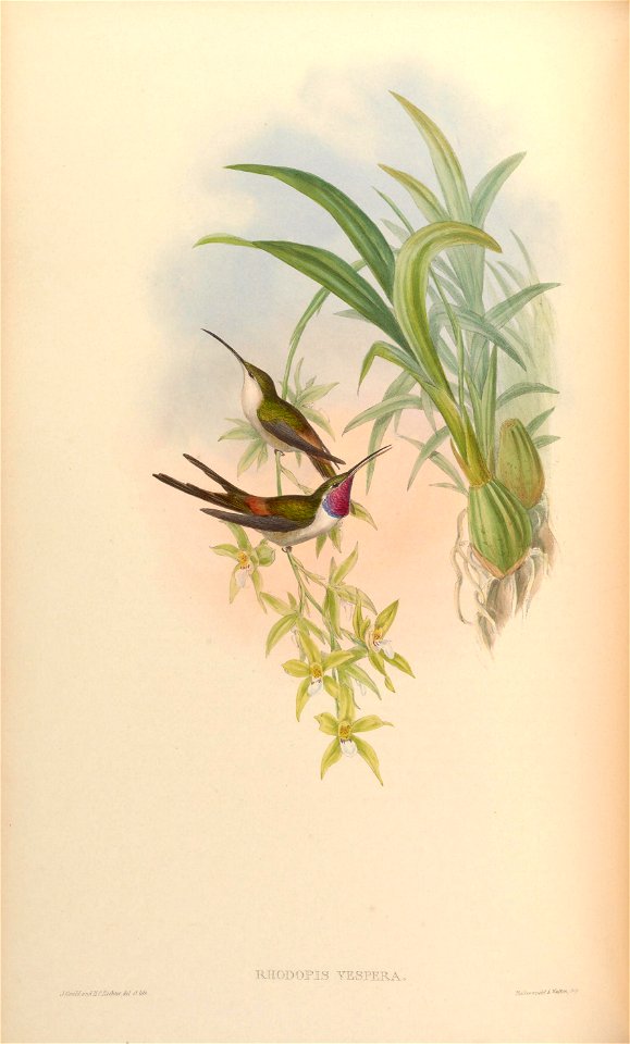 MonographTrochi3Goul 0160