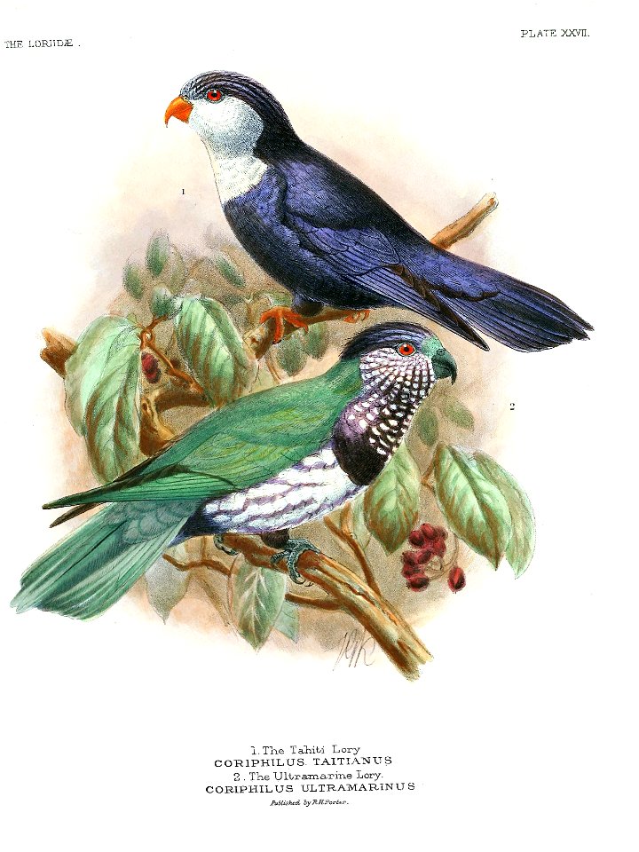 Monographoflorie00miva 0206a Vini peruviana - Vini ultramarina