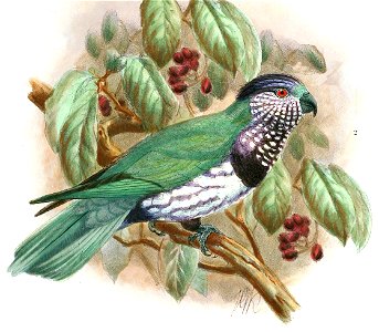 Monographoflorie00miva 0206b Coriphilus ultramarinus