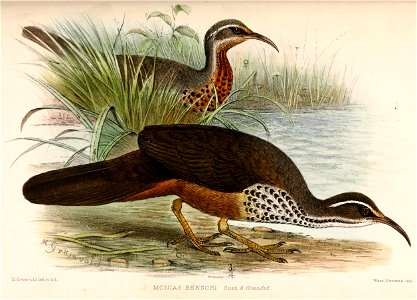 Monias benschi 1912