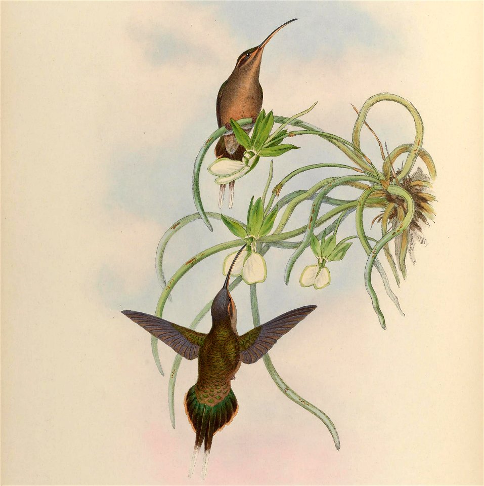 MonographTrochi1Goul 0212 (cropped)