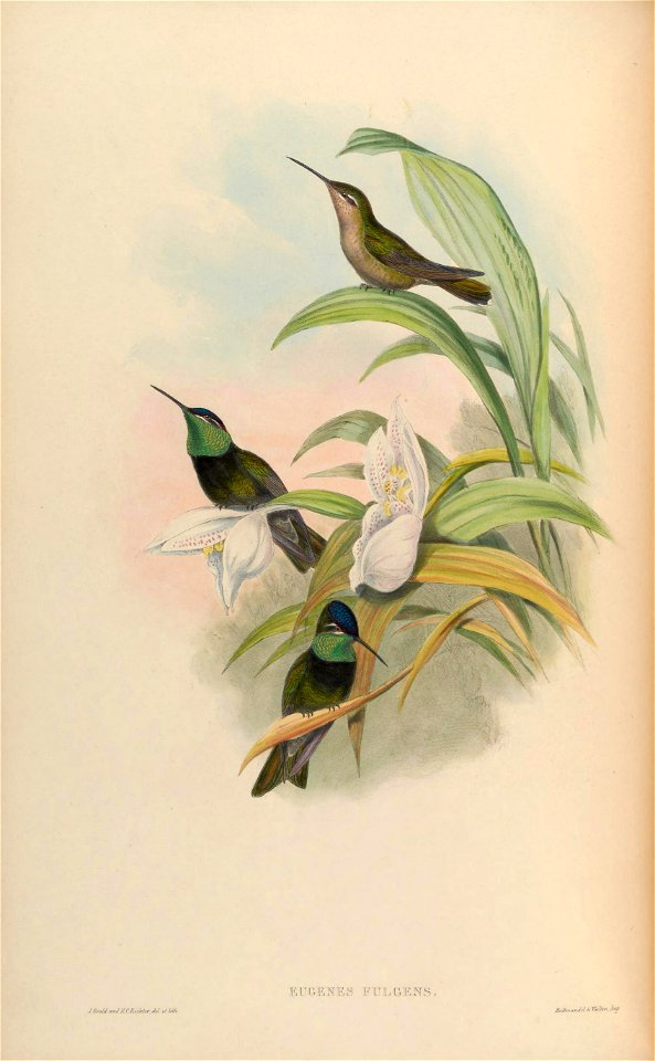 MonographTrochi2Goul 0082