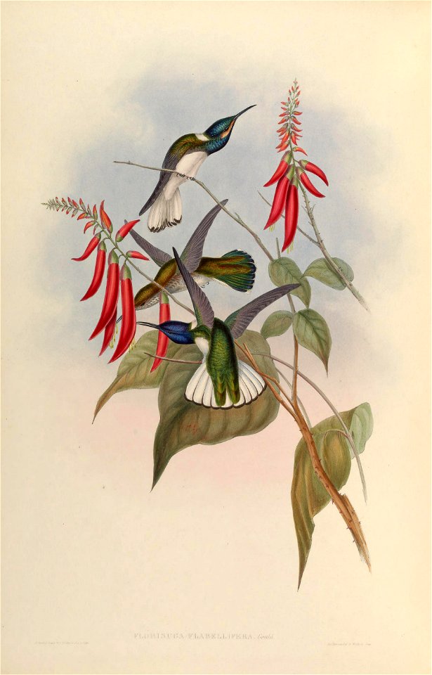MonographTrochi2Goul 0302