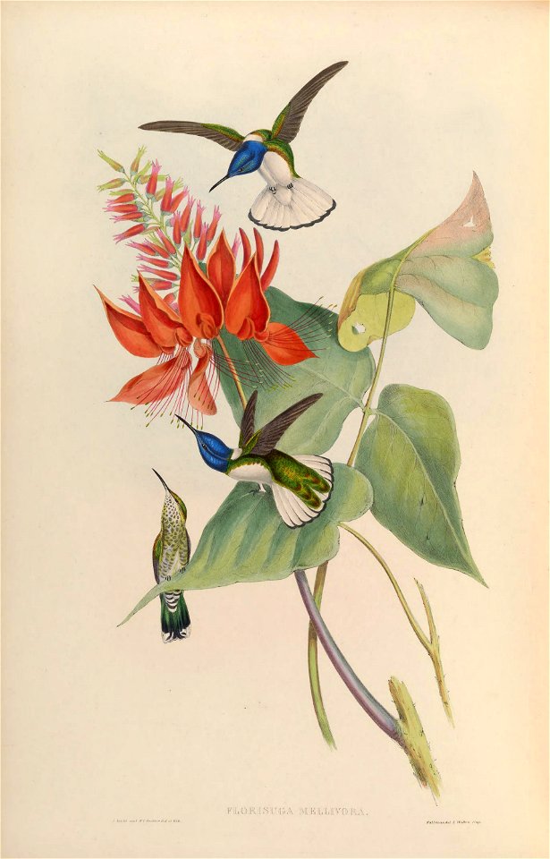 MonographTrochi2Goul 0298