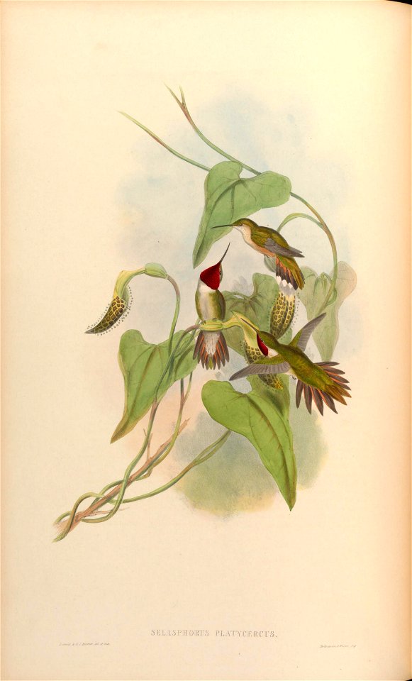 MonographTrochi3Goul 0104