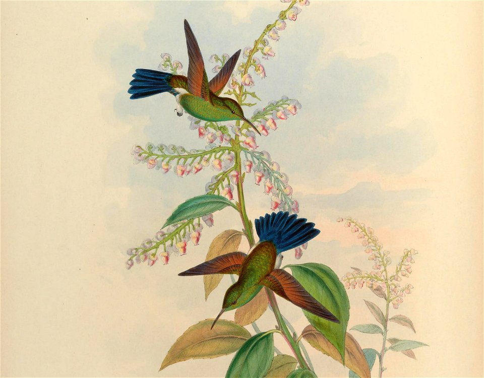 MonographTrochi5Goul 0136 (cropped)