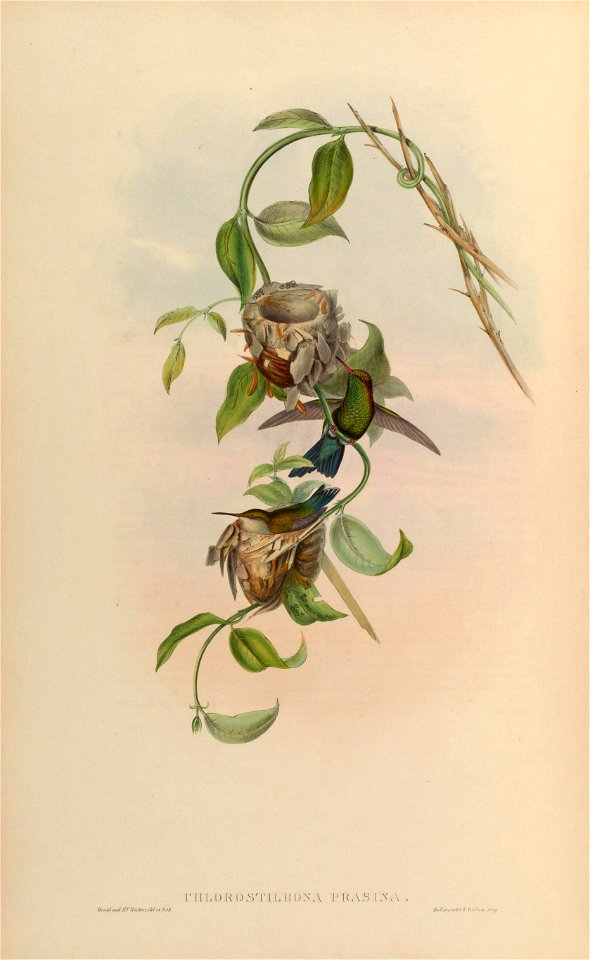 MonographTrochi5Goul 0296