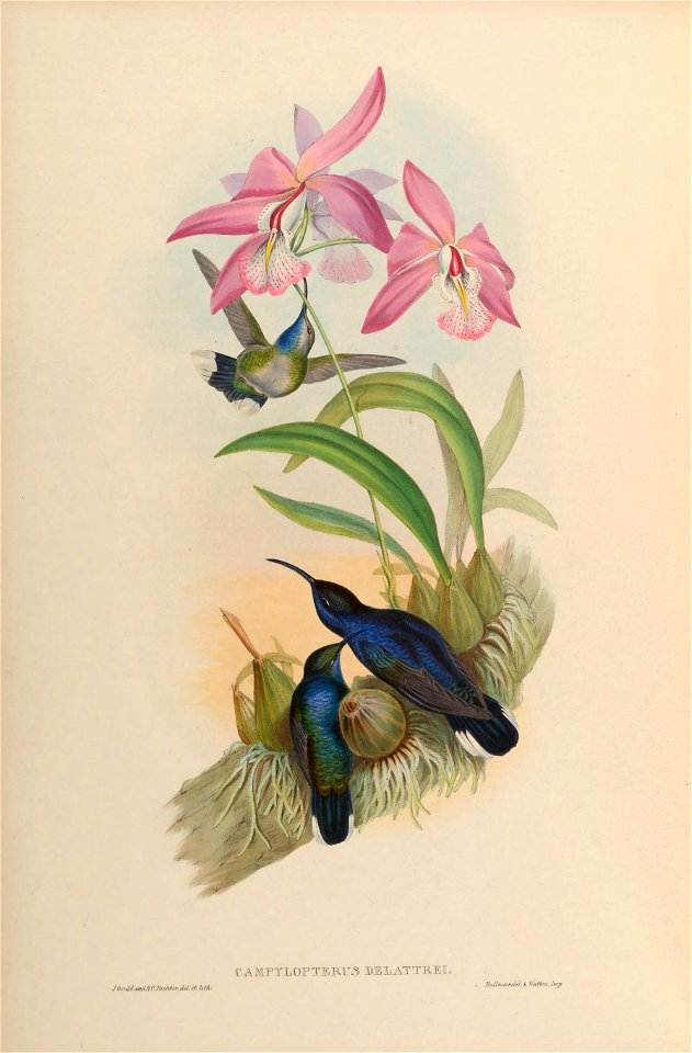 MonographTrochi2Goul 0026