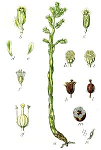 Monotropa hypopitys Sturm52