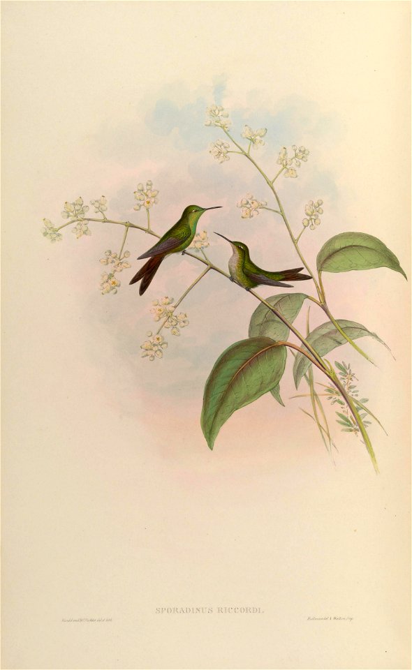 MonographTrochi5Goul 0268