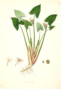 Monochoria hastata Roxburgh 1798 2-111