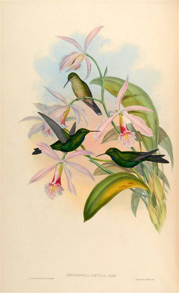 MonographTrochi2Goul 0222