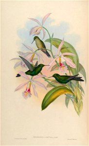 MonographTrochi2Goul 0222