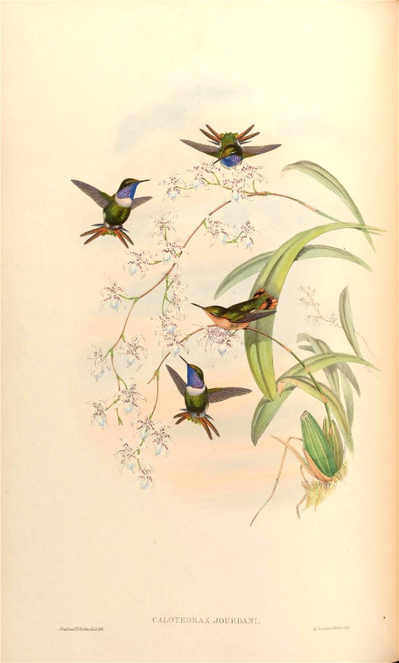 MonographTrochi3Goul 0144
