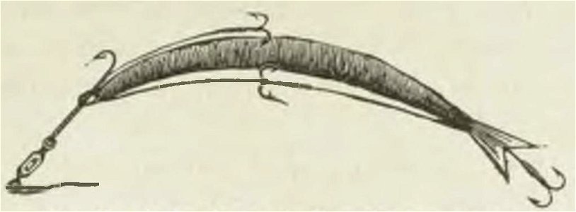 Montpetit - Poissons d'eau douce du Canada, 1897 (page 409 crop) fig 99
