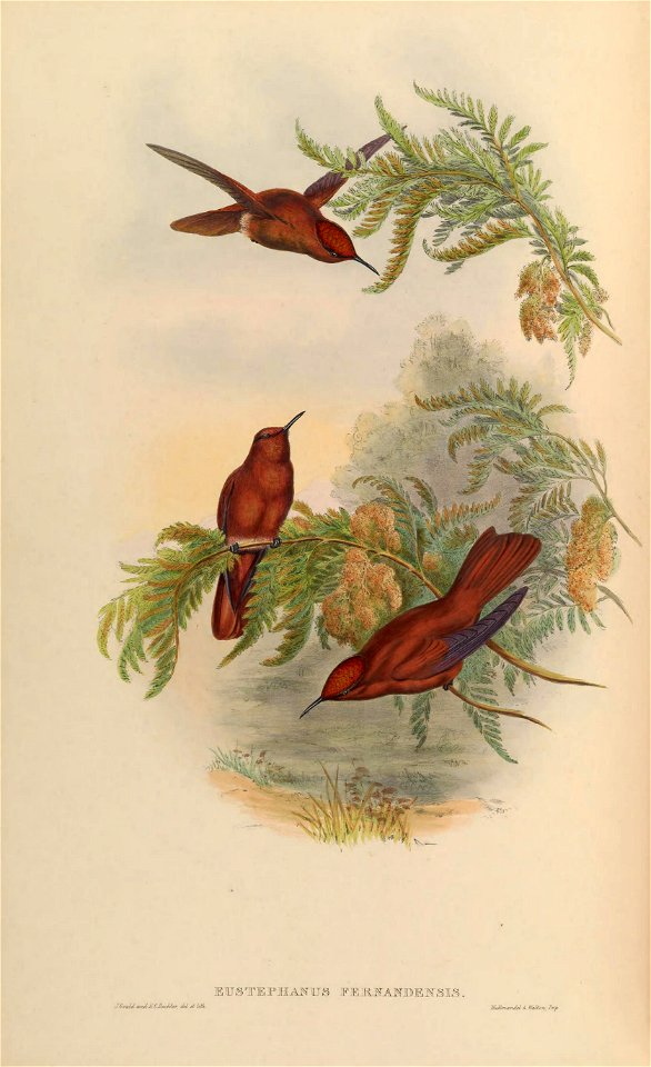 MonographTrochi4Goul 0266