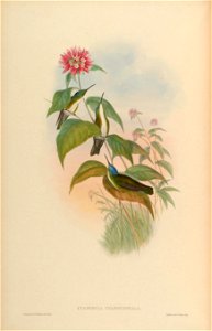 MonographTrochi5Goul 0020