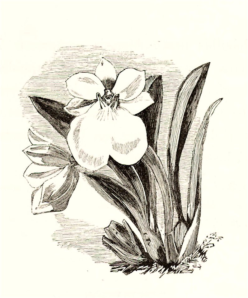 Monograph of Odontoglossum 142