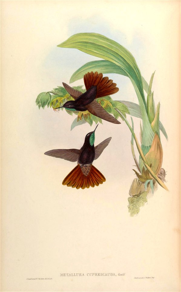 MonographTrochi3Goul 0308