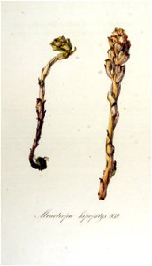 Monotropa hipopitys — Flora Batava — Volume v12
