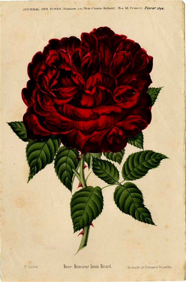 Monsieur Louis Ricard