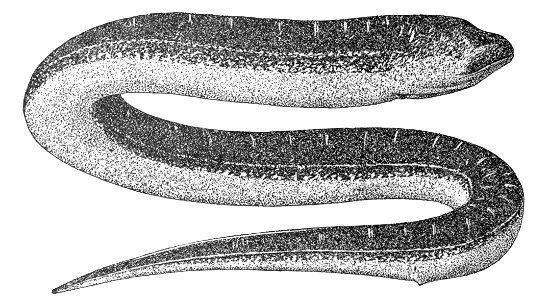 Monopterusalbus