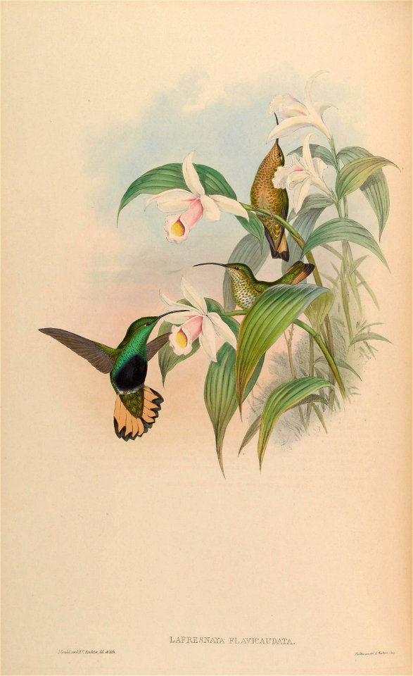 MonographTrochi2Goul 0186