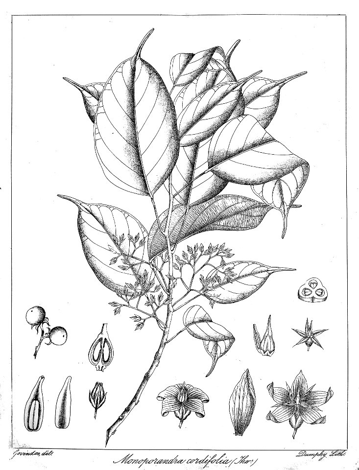 Monoporandra cordifolia Govindoo