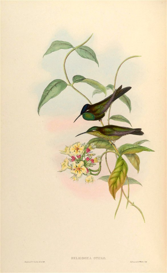 MonographTrochi2Goul 0230