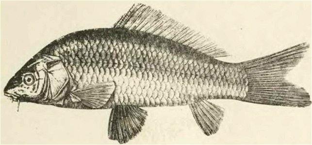 Montpetit - Poissons d'eau douce du Canada, 1897 (page 537 crop)
