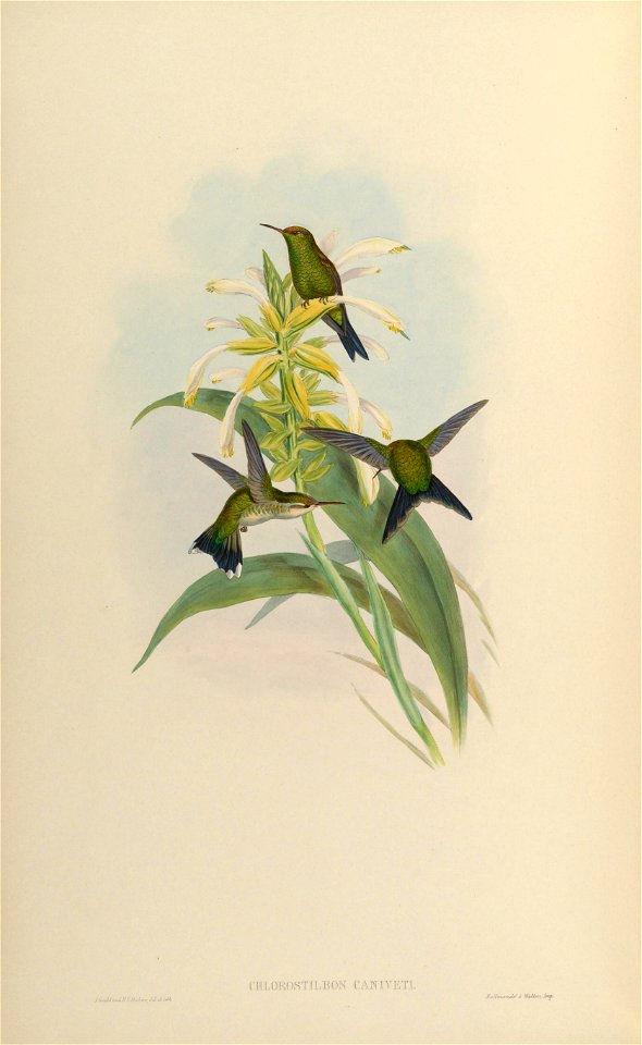 MonographTrochi5Goul 0280