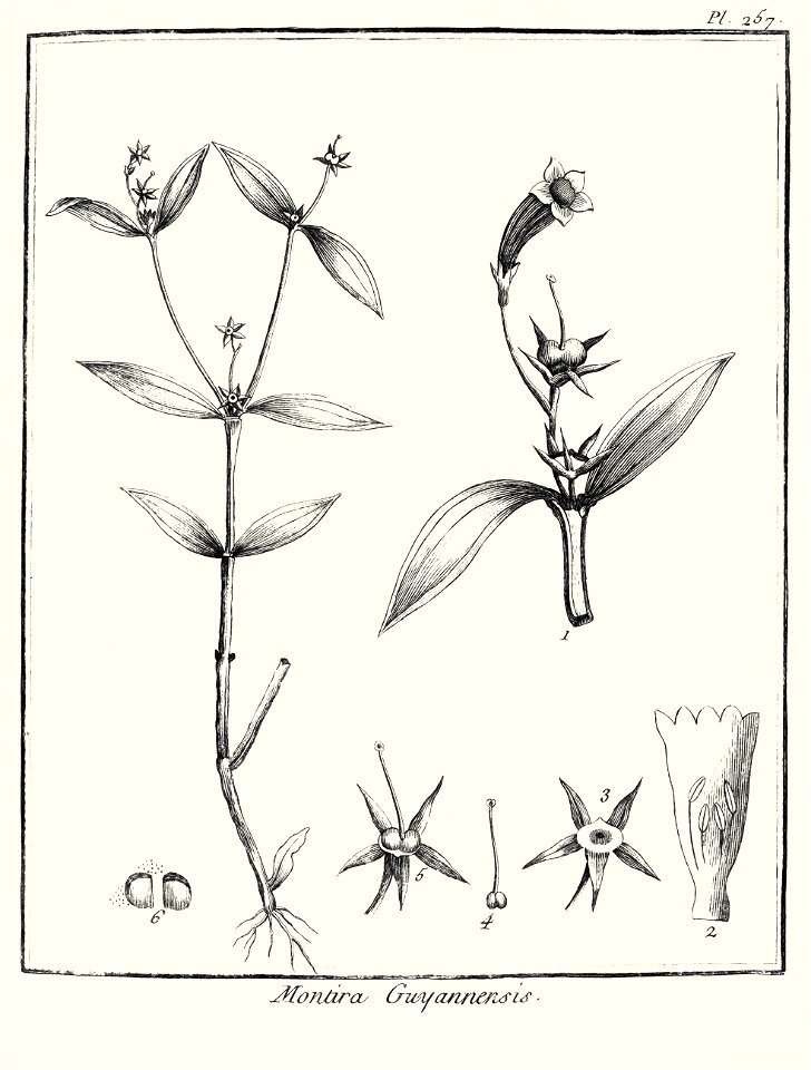 Montira guianensis Aublet 1775 pl 257
