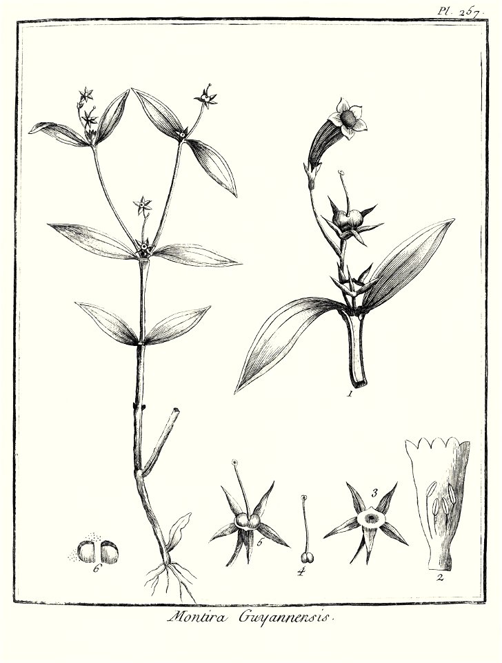 Montira guianensis Aublet 1775 pl 257. Free illustration for personal and commercial use.