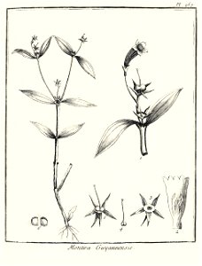 Montira guianensis Aublet 1775 pl 257