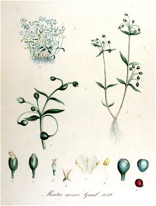 Montia minor — Flora Batava — Volume v14