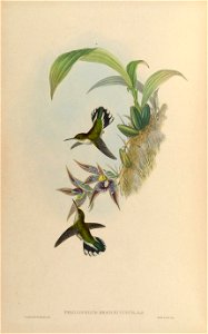 MonographTrochi5Goul 0316