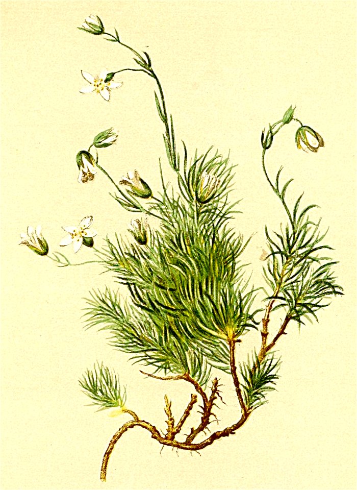 Minuartia recurva Atlas Alpenflora