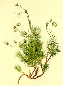 Minuartia recurva Atlas Alpenflora