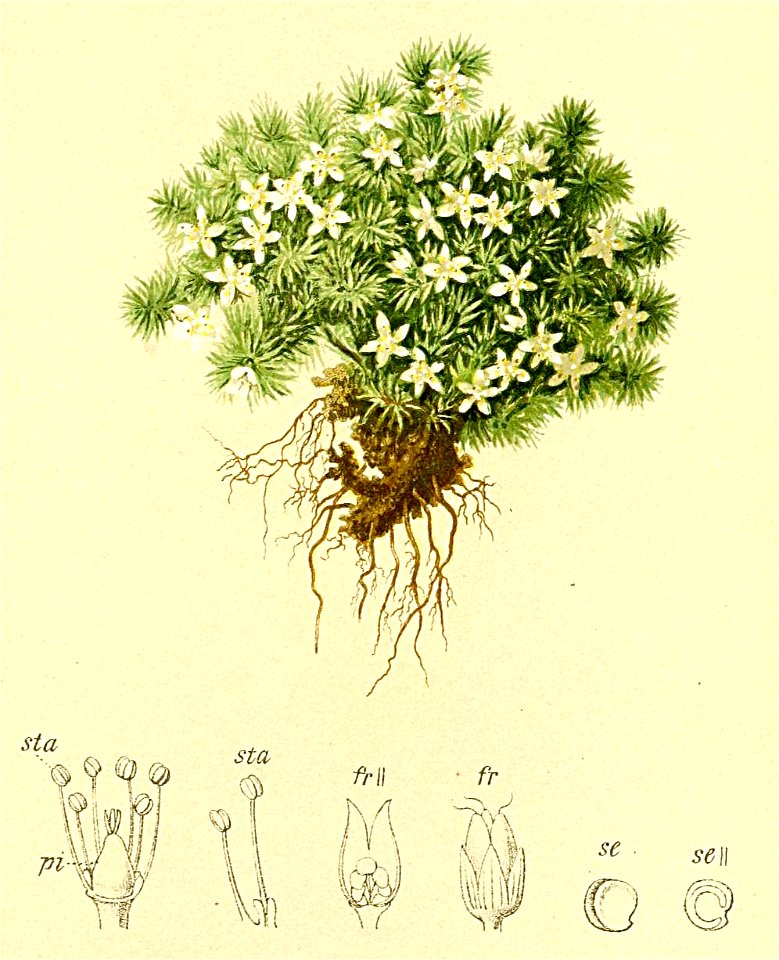 Minuartia sedoides Atlas Alpenflora