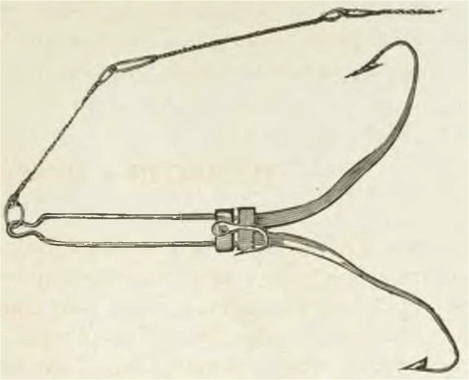 Montpetit - Poissons d'eau douce du Canada, 1897 (page 405 crop) fig 95