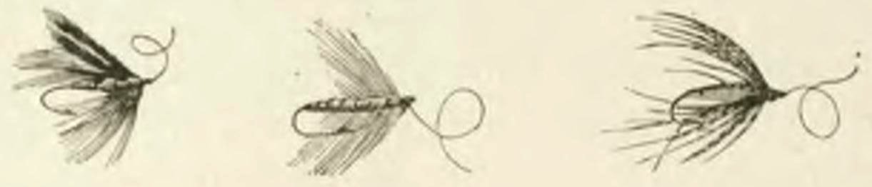 Montpetit - Poissons d'eau douce du Canada, 1897 (page 470 crop) fig 189-191