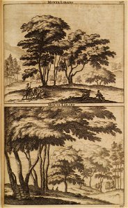 Monte Libano - Bruyn Cornelis De - 1714