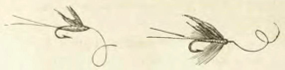 Montpetit - Poissons d'eau douce du Canada, 1897 (page 470 crop) fig 196-197