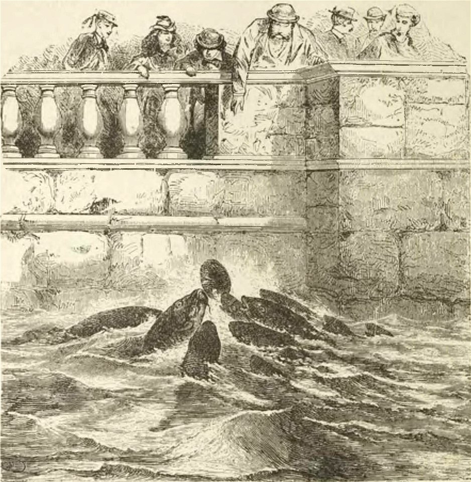 Montpetit - Poissons d'eau douce du Canada, 1897 (page 540 crop)