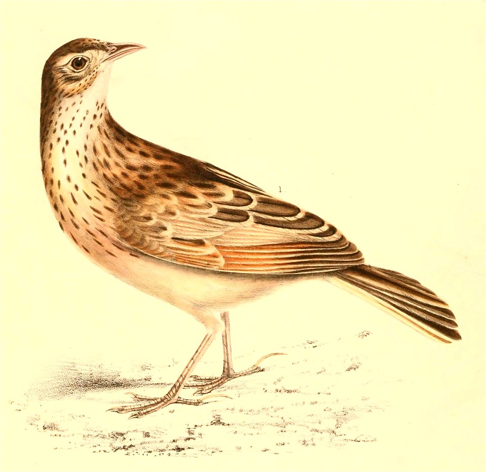 Mirafra africana 1838
