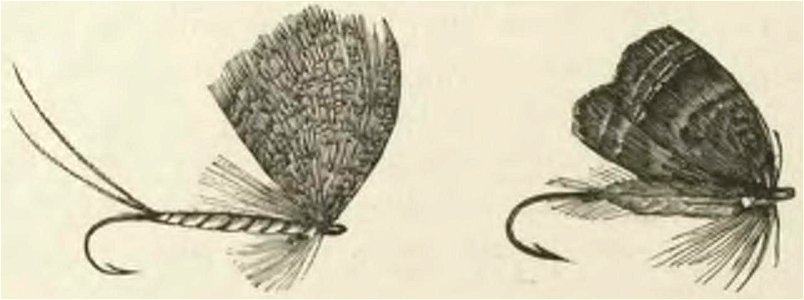 Montpetit - Poissons d'eau douce du Canada, 1897 (page 470 crop) fig 200-201