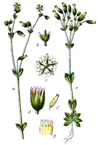Minuartia sp Sturm12