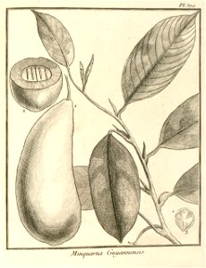 Minquartia guianensis Aublet 1775 pl 370