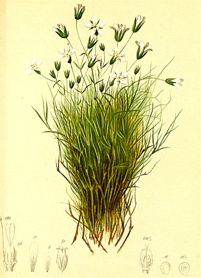 Minuartia austriaca Atlas Alpenflora